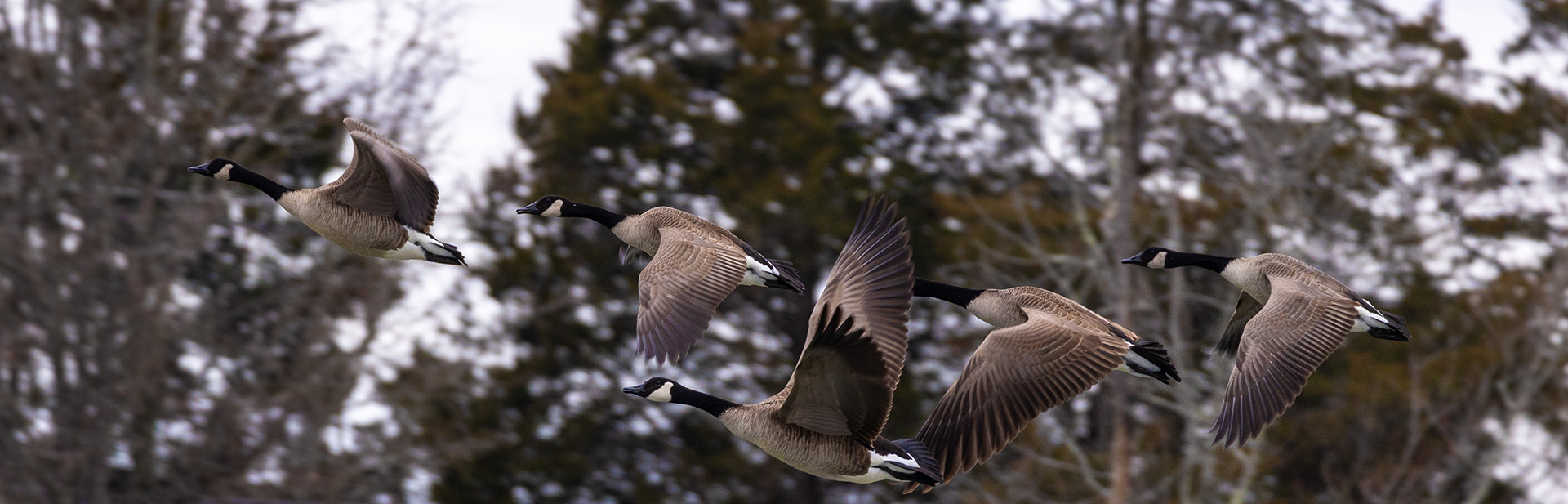 Waterfowl Reports and Surveys Kentucky Department of Fish & Wildlife